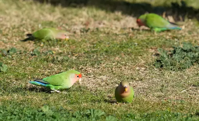 Lovebirds gather on the ground to feed in Encanto Park, Jan. 18, 2026, in Phoenix. (AP Photo/Ross D. Franklin)