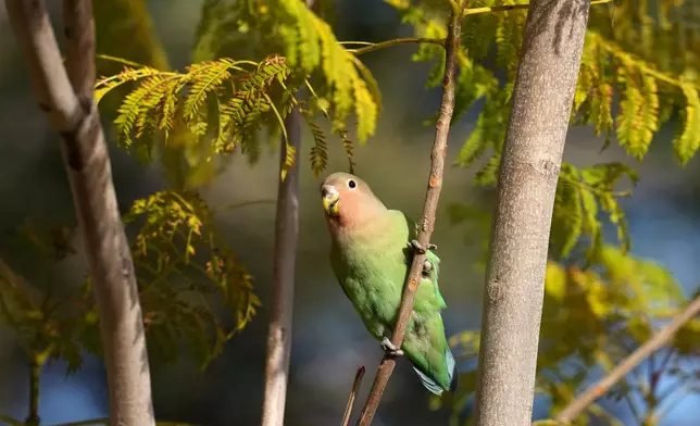 A lovebird sings in Encanto Park, Jan. 18, 2026, in Phoenix. (AP Photo/Ross D. Franklin)
