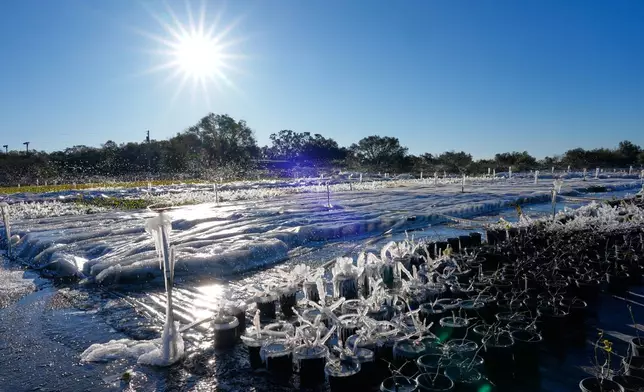 As temperatures dipped below freezing, sprinklers spray water over frost sensitive plants covering them with ice to insulate them from the cold at DeWar Nurseries Sunday, Feb. 1, 2026, in Apopka, Fla. (AP Photo/John Raoux)