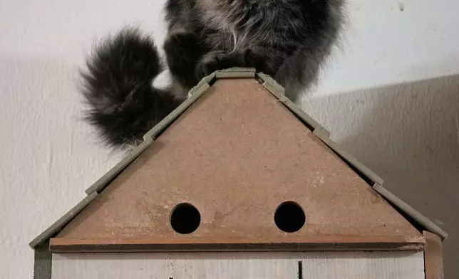 FILE - Cats for adoption live in a shelter run by Diana Abadi, known as "the mother of cats," at her small pet food and plant shop in Hadath, in Beirut's suburbs, in Lebanon, Feb. 9, 2026. (AP Photo/Bilal Hussein, File)