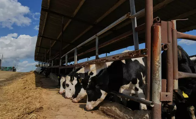 Cows stand in a livestock containment zone holding thousands of goats, sheep, and cattle after an outbreak of foot-and-mouth disease in Kelia, near Larnaca, Cyprus, on Wednesday, Feb. 25, 2026. (AP Photo/Petros Karadjias)