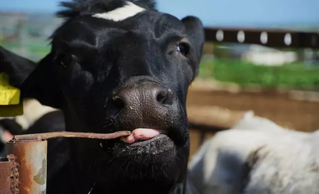 A cow stands in a livestock containment zone holding thousands of goats, sheep, and cattle after an outbreak of foot-and-mouth disease in Kelia, near Larnaca, Cyprus, on Wednesday, Feb. 25, 2026. (AP Photo/Petros Karadjias)