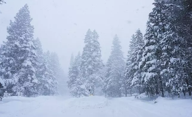 Pine trees are covered in snow during a storm on Tuesday, Feb. 17, 2026 in Truckee Calif. (AP Photos/Brooke Hess-Homeier)