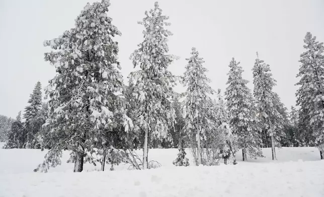 Snow comes down on pine trees during a storm Wednesday, Feb. 18, 2026, in in Placer County, Calf. (AP Photo/Godofredo A. Vásquez)