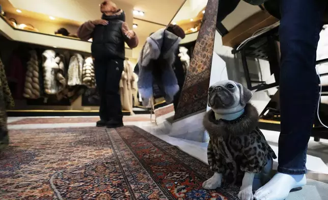 A model pug wearing a coat of kangaroo fur sits at the foot of the fur coat boutique Pajaro, a luxury Italian fashion brand, Cortina d'Ampezzo, Italy, Saturday, Feb. 14, 2026. (AP Photo/Alessandra Tarantino)