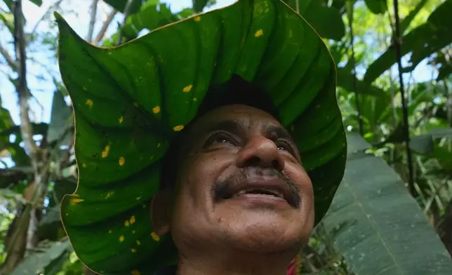 Ramon Pucha demonstrates how to turn a leaf into a hat to protect himself from the sun while looking for seeds to grow on his family's farm, where he preserves native species and shares seedlings with neighboring communities in an effort to protect biodiversity, in Alto Ila, in Ecuador's Amazon region, Tuesday, Feb. 3, 2026. (AP Photo/Dolores Ochoa)