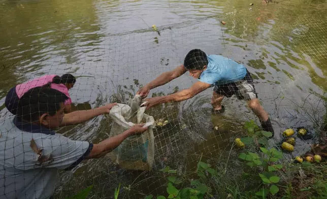 Ramon Pucha, his wife Marlene, and their son Jhoel collect fish from a pond on their farm, which they've turned into a conservation site to preserve native species and promote sustainable food practices, in Alto Ila, in Ecuador's Amazon region, Tuesday, FEb. 3, 2026. (AP Photo/Dolores Ochoa)