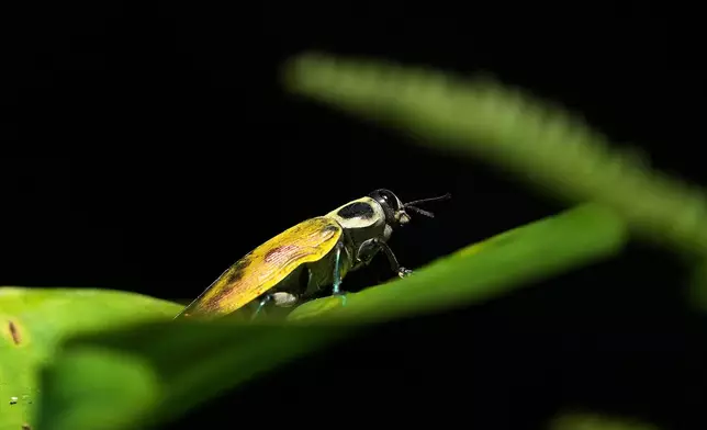 A beetle stands on a leaf on the family farm of Ramon Pucha, which he has turned into a conservation site to preserve native species and promote biodiversity, in Alto Ila, in Ecuador's Amazon region, Tuesday, Feb. 3, 2026. (AP Photo/Dolores Ochoa)