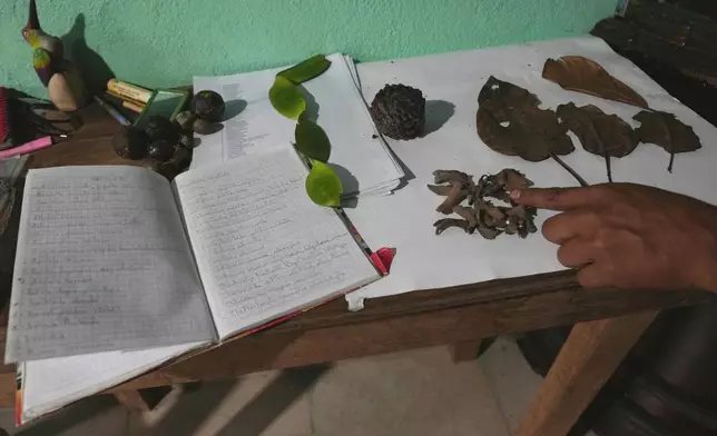 Ramon Pucha shows seeds and plant materials he has collected from the forest near his family farm in Alto Ila, in Ecuador's Amazon region, where he grows native species and shares seedlings with neighboring communities in an effort to preserve local species, Tuesday, Feb. 3, 2026. (AP Photo/Dolores Ochoa)