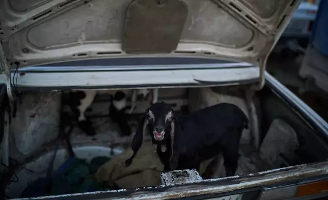 A baby goat is seen in the trunk of a car at a livestock market near Balata refugee camp on the outskirts of the West Bank city of Nablus, Thursday, Feb. 12, 2026. (AP Photo/Leo Correa)