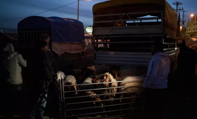 Palestinians gather at dawn to purchase sheep and goats at a livestock market near Balata refugee camp on the outskirts of the West Bank city of Nablus, Thursday, Feb. 12, 2026. (AP Photo/Leo Correa)