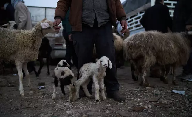 Palestinians gather to purchase sheep and goats at a livestock market near Balata refugee camp on the outskirts of the West Bank city of Nablus, Thursday, Feb. 12, 2026. (AP Photo/Leo Correa)