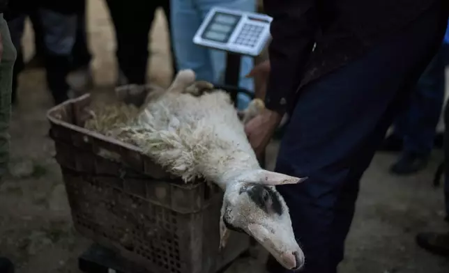 A sheep for sale is weighed at a livestock market near Balata refugee camp on the outskirts of the West Bank city of Nablus, Thursday, Feb. 12, 2026. (AP Photo/Leo Correa)