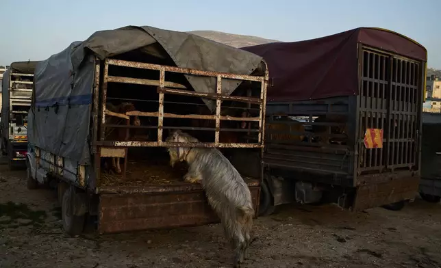 A goat is seen tied on the back of a truck at a livestock market near Balata refugee camp on the outskirts of the West Bank city of Nablus, Thursday, Feb. 12, 2026. (AP Photo/Leo Correa)