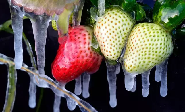 Icicles cling to strawberries at a field Sunday, Feb. 1, 2026, in Plant City, Fla. (AP Photo/Chris O'Meara)