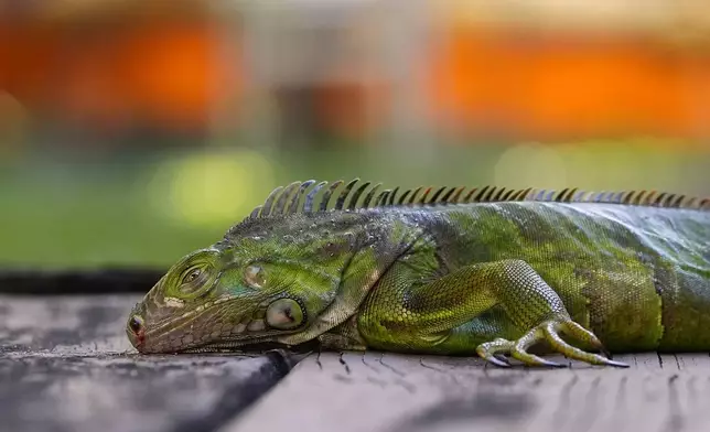 An iguana stunned by the cold lies immobile on a house deck, Sunday, Feb. 1, 2026, in South Miami, Fla. (AP Photo/Rebecca Blackwell)