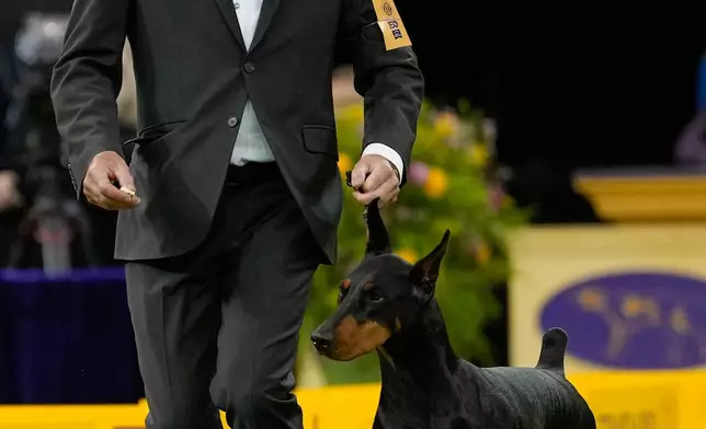 Penny, a doberman pinscher, competes in the working group competition of the 150th Westminster Kennel Club Dog Show, Tuesday, Feb. 3, 2026, in New York. (AP Photo/Yuki Iwamura)