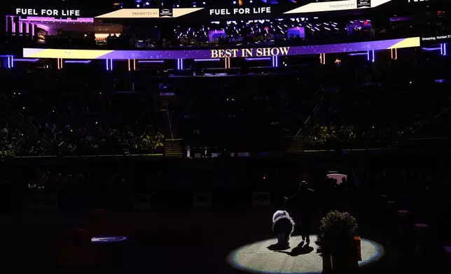 Graham, an old English sheepdog, walks into the ring for the Best in Show competition of the 150th Westminster Kennel Club Dog Show, Tuesday, Feb. 3, 2026, in New York. (AP Photo/Yuki Iwamura)