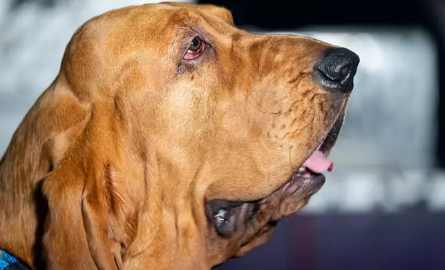 A blood hound waits in the grooming area at the 150th Westminster Kennel Club Dog Show, Monday, Feb. 2, 2026, in New York. (AP Photo/Angelina Katsanis)