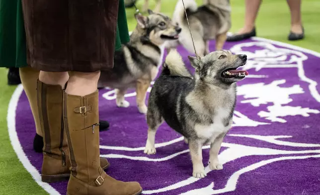 Dogs wait to be judged in the demo ring at the 150th Westminster Kennel Club Dog Show, Monday, Feb. 2, 2026, in New York. (AP Photo/Angelina Katsanis)