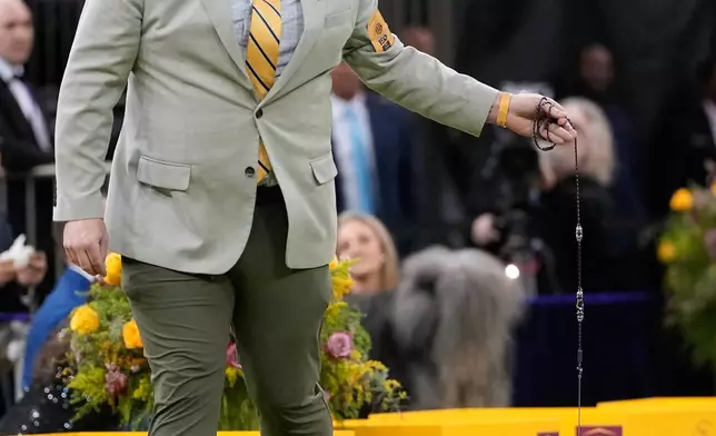 Millie, a Danish-Swedish farm dog, competes in the working dog group competition of the 150th Westminster Kennel Club Dog Show, Tuesday, Feb. 3, 2026, in New York. (AP Photo/Yuki Iwamura)