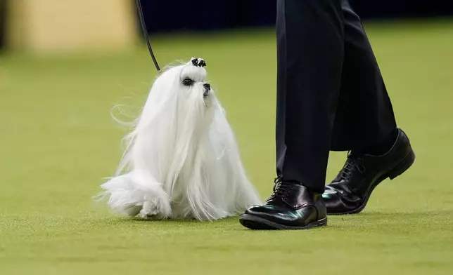 Cookie, a Maltese, competes in the Best in Show judging of the 150th Westminster Kennel Club Dog Show, Tuesday, Feb. 3, 2026, in New York. (AP Photo/Yuki Iwamura)