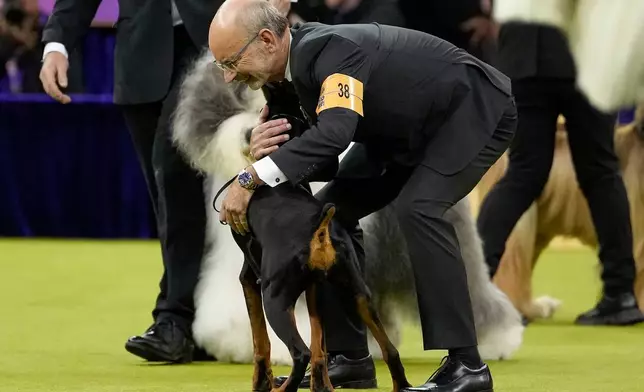 Handler Andy Linton hugs Penny, a doberman pinscher, after Penny won Best in Show of the 150th Westminster Kennel Club Dog Show, Tuesday, Feb. 3, 2026, in New York. (AP Photo/Yuki Iwamura)