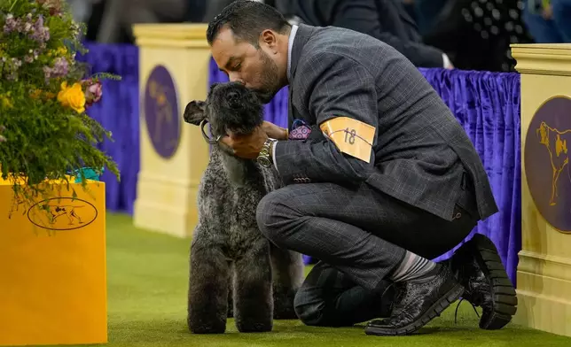 Della, a Kerry blue terrier gets a kiss from her handler during the terrier group competition of the 150th Westminster Kennel Club Dog Show, Tuesday, Feb. 3, 2026, in New York. (AP Photo/Yuki Iwamura)
