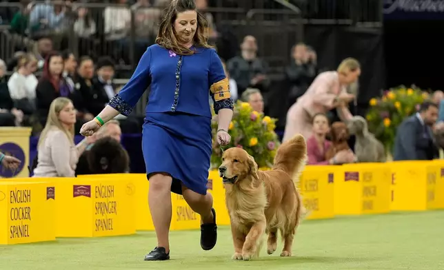 A handler guides Hillcock's Burl Oak through the ring during the sporting dog group competition of the 150th Westminster Kennel Club Dog Show, Tuesday, Feb. 3, 2026, in New York. (AP Photo/Yuki Iwamura)