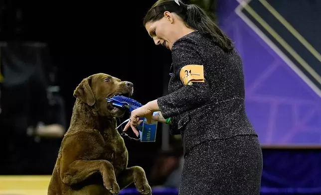 A Chesapeake Bay retriever named Next Generation's Accelerate, or Cota, grabs the blue ribbon from his handler after winning the sporting group competition of the 150th Westminster Kennel Club Dog Show, Tuesday, Feb. 3, 2026, in New York. (AP Photo/Yuki Iwamura)