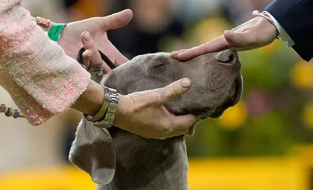 A Weimaraner, named Sophia, competes in the 150th Westminster Kennel Club Dog Show, Tuesday, Feb. 3, 2026, in New York. (AP Photo/Yuki Iwamura)