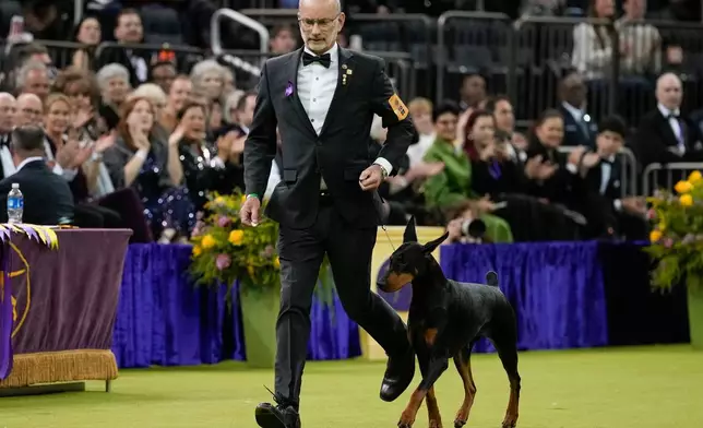 Penny, a doberman pinscher, competes in the Best in Show judging of the 150th Westminster Kennel Club Dog Show, Tuesday, Feb. 3, 2026, in New York. (AP Photo/Yuki Iwamura)