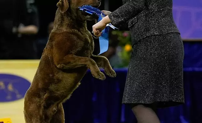 A Chesapeake Bay retriever named Next Generation's Accelerate, or Cota, grabs the blue ribbon from his handler after winning the sporting group competition of the 150th Westminster Kennel Club Dog Show, Tuesday, Feb. 3, 2026, in New York. (AP Photo/Yuki Iwamura)