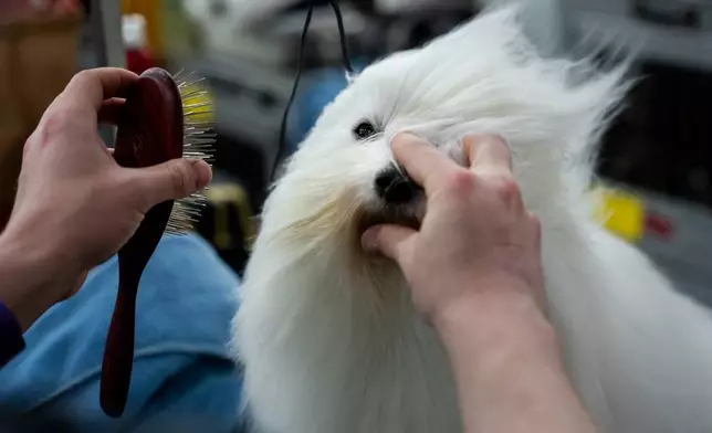 A groomer prepares their dog at the 150th Westminster Kennel Club Dog Show, Monday, Feb. 2, 2026, in New York. (AP Photo/Angelina Katsanis)