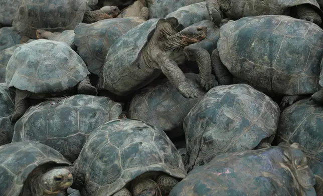 Juvenile giant tortoises are loaded onto a boat on Santa Cruz Island for transport to Floreana Island for release as part of a project to reintroduce the Floreana giant tortoise to its native island in the Galapagos Islands, Ecuador, Thursday, Feb. 19, 2026. (AP Photo/Dolores Ochoa)