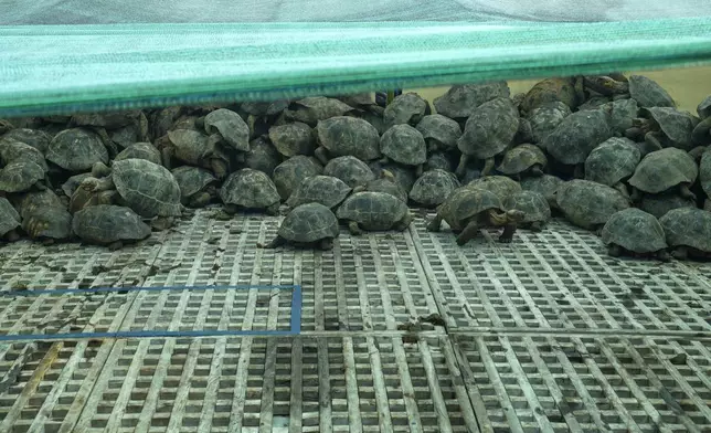 Juvenile giant tortoises are loaded onto a boat on Santa Cruz for transport to Floreana Island for release as part of a project to reintroduce the Floreana giant tortoise to its native island in the Galapagos Islands, Ecuador, Thursday, Feb. 19, 2026. (AP Photo/Dolores Ochoa)