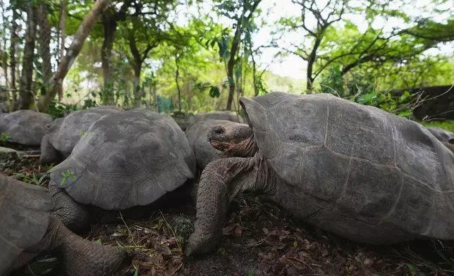 Juvenile giant tortoises walk on Floreana Island after being transported from a breeding center on Santa Cruz for release as part of a project to reintroduce the Floreana giant tortoise to its native island in the Galapagos Islands, Ecuador, Thursday, Feb. 19, 2026.(AP Photo/Dolores Ochoa)