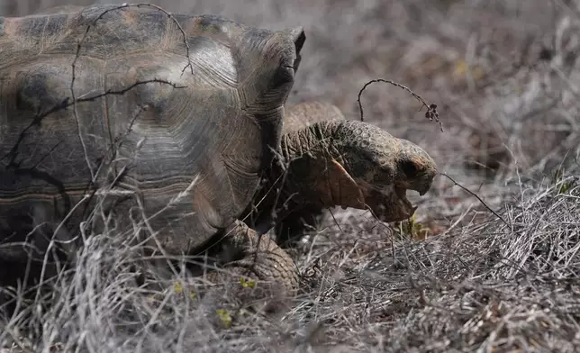 A juvenile giant tortoise walks away after being released on Floreana Island as part of a project to reintroduce the Floreana giant tortoise to its native island in the Galapagos Islands, Ecuador, Friday, Feb. 20, 2026. (AP Photo/Dolores Ochoa)