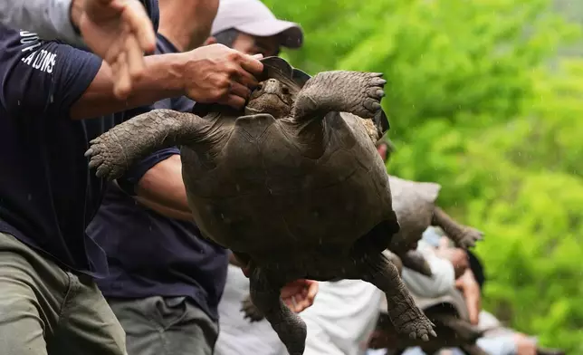 Galapagos National Park rangers unload juvenile giant tortoises on Floreana Island after transporting them from a breeding center in Santa Cruz Island, for release as part of a project to reintroduce the species to its native island in the Galapagos Islands, Ecuador, Thursday, Feb. 19, 2026. (AP Photo/Dolores Ochoa)