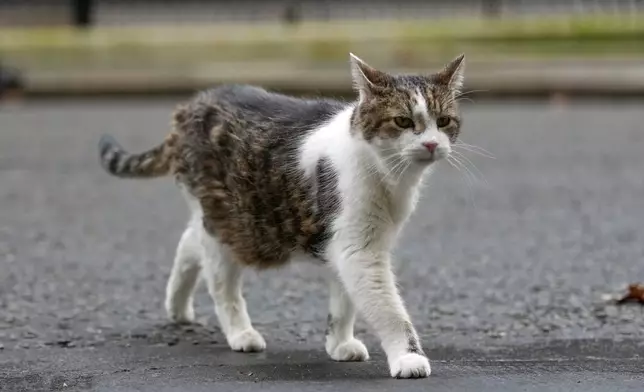 FILE - Larry the cat, Chief Mouser to the Cabinet Office, crosses Downing Street in London, Tuesday, Feb. 10, 2026. (AP Photo/Alastair Grant, File)