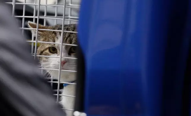 FILE - Larry, the new cat for 10 Downing Street, the official residence for the British Prime Minister, arrives at his new home London, Tuesday, Feb. 15, 2011. (AP Photo/Alastair Grant, File)