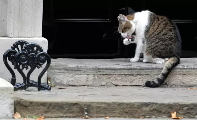 FILE - Larry the cat, Chief Mouser to the Cabinet Office licks his paw on the doorstep of 10 Downing Street in London, Friday, Oct. 14, 2022. (AP Photo/Kirsty Wigglesworth, File)