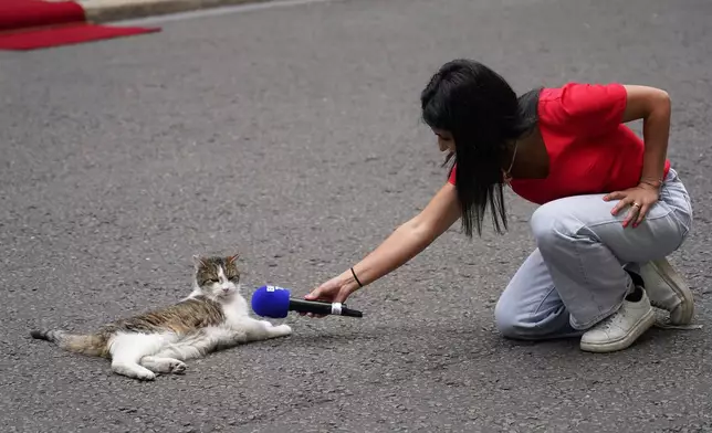 FILE - A reporter points their microphone at Larry the Cat, Chief Mouser to the Cabinet Office, as Britain's Prime Minister Keir Starmer meets French President Emmanuel Macron at 10 Downing Street in London, Wednesday, July 9, 2025. (AP Photo/Alberto Pezzali, File)