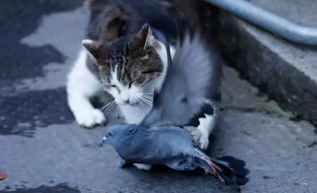 FILE - Larry the cat, Chief Mouser to the Cabinet Office catches a pigeon as journalists await results of the Brexit trade deal in Downing Street in London, Thursday, Dec. 24, 2020. (AP Photo/Frank Augstein, File)