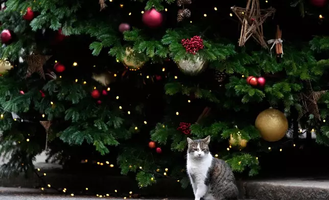 FILE - Larry the Cat, Britain's Chief Mouser to the Cabinet Office, sit beside the Christmas tree at 10 Downing Street in London, Thursday, Dec. 16, 2021. (AP Photo/Frank Augstein, Pool, File)