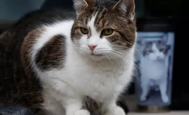 FILE - Larry the cat, Chief Mouser to the Cabinet Office sits among journalists outside 10 Downing Street, seen with a photographer's cup featuring a portrait of Larry, in London, Wednesday, Dec. 9, 2020. (AP Photo/Frank Augstein, File)