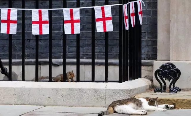 FILE - A squirrel spies on Larry, the cat, Chief Mouser to the Cabinet Office, outside the door at 10 Downing Street decorated for a special reception for England's soccer players to celebrate their victory in the Women's Euro 2025 final, in London, Monday, July 28, 2025.(AP Photo/Kirsty Wigglesworth, File)