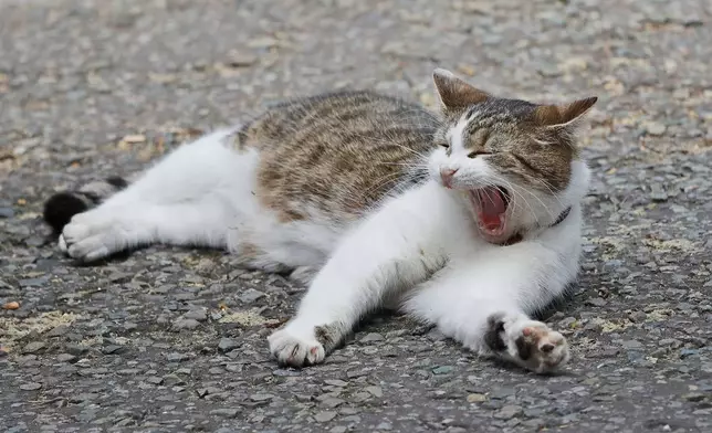 FILE - Larry the 10 Downing street cat yawns whilst lying on the street as the leader of Northern Ireland's Democratic Unionist Party (DUP) Arlene Foster meets with Britain's Prime Minister Theresa May in 10 Downing Street in London, Tuesday, June 13, 2017. (AP Photo/Frank Augstein, File)