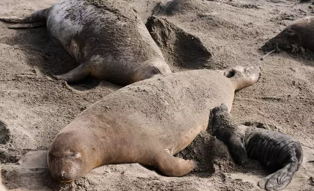 FILE - An elephant seal pup, right, rests next to female elephant seals on a beach at Año Nuevo State Park, Friday, Jan. 16, 2026, in Pescadero, Calif. (AP Photo/Godofredo A. Vásquez,File)