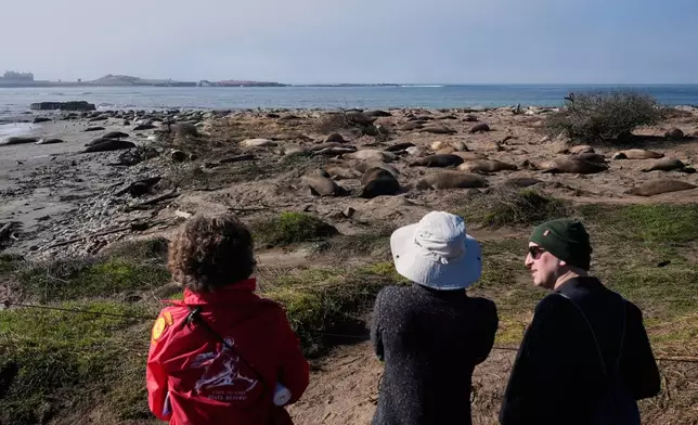 FILE - People watch as elephant seals rest on a beach at Año Nuevo State Park, Friday, Jan. 16, 2026, in Pescadero, Calif. (AP Photo/Godofredo A. Vásquez,File)